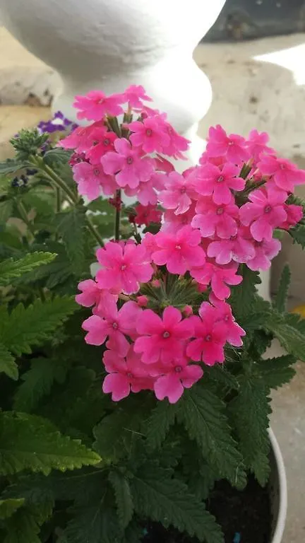לינה וארוחת בוקר פישינאס Domos Le Due Tuie איטליה